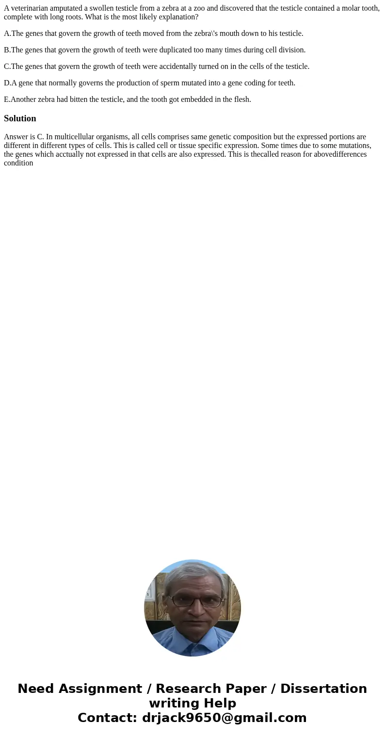 A veterinarian amputated a swollen testicle from a zebra at a zoo and discovered that the testicle contained a molar tooth, complete with long roots. What is th