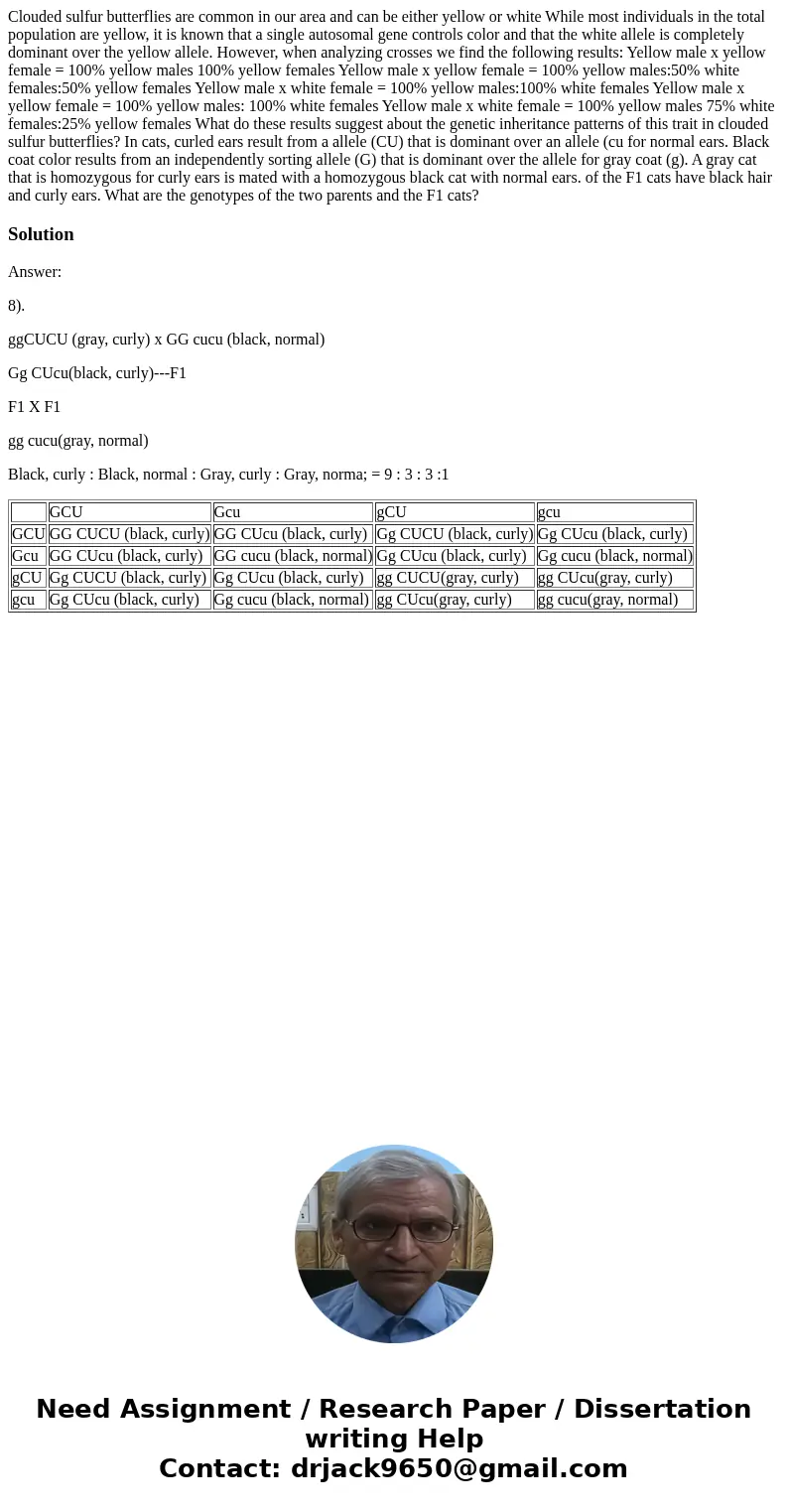 Clouded sulfur butterflies are common in our area and can be either yellow or white While most individuals in the total population are yellow, it is known that  Clouded sulfur butterflies are common in our area and can be either yellow or white While most individuals in the total population are yellow, it is known that