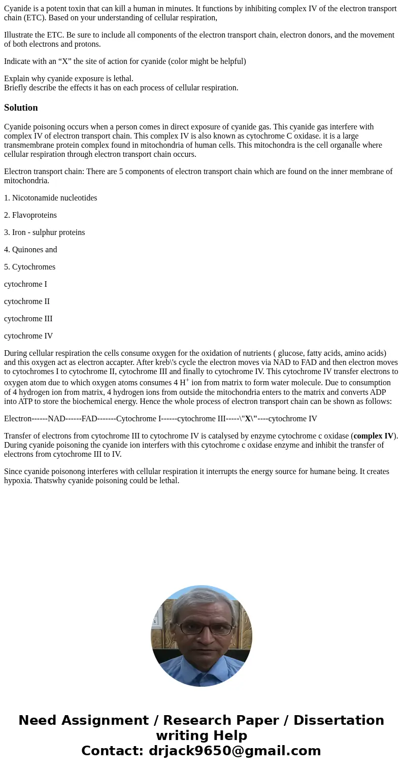 Cyanide is a potent toxin that can kill a human in minutes. It functions by inhibiting complex IV of the electron transport chain (ETC). Based on your understan Cyanide is a potent toxin that can kill a human in minutes. It functions by inhibiting complex IV of the electron transport chain (ETC). Based on your understan