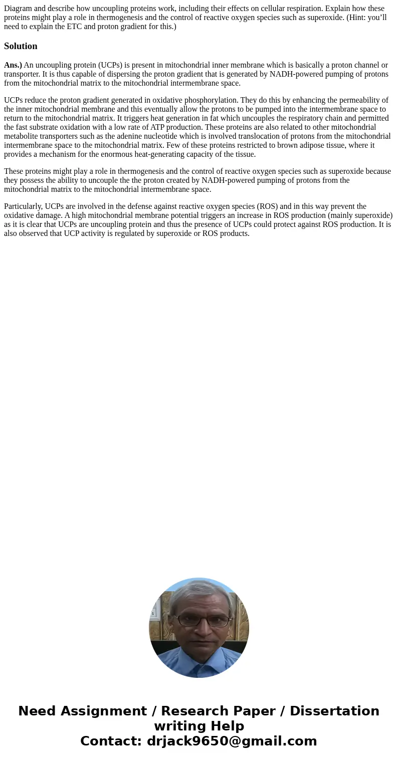 Diagram and describe how uncoupling proteins work, including their effects on cellular respiration. Explain how these proteins might play a role in thermogenesi Diagram and describe how uncoupling proteins work, including their effects on cellular respiration. Explain how these proteins might play a role in thermogenesi