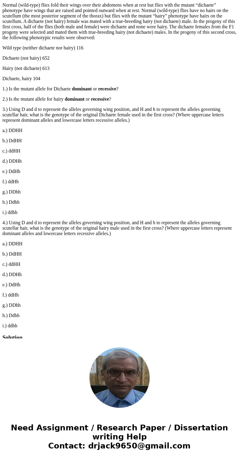 Normal (wild-type) flies fold their wings over their abdomens when at rest but flies with the mutant “dichaete” phenotype have wings that are raised and pointed Normal (wild-type) flies fold their wings over their abdomens when at rest but flies with the mutant “dichaete” phenotype have wings that are raised and pointed