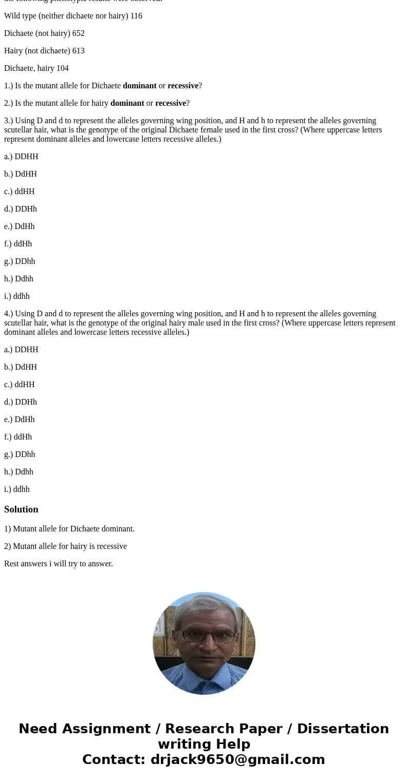 Normal (wild-type) flies fold their wings over their abdomens when at rest but flies with the mutant “dichaete” phenotype have wings that are raised and pointed Normal (wild-type) flies fold their wings over their abdomens when at rest but flies with the mutant “dichaete” phenotype have wings that are raised and pointed