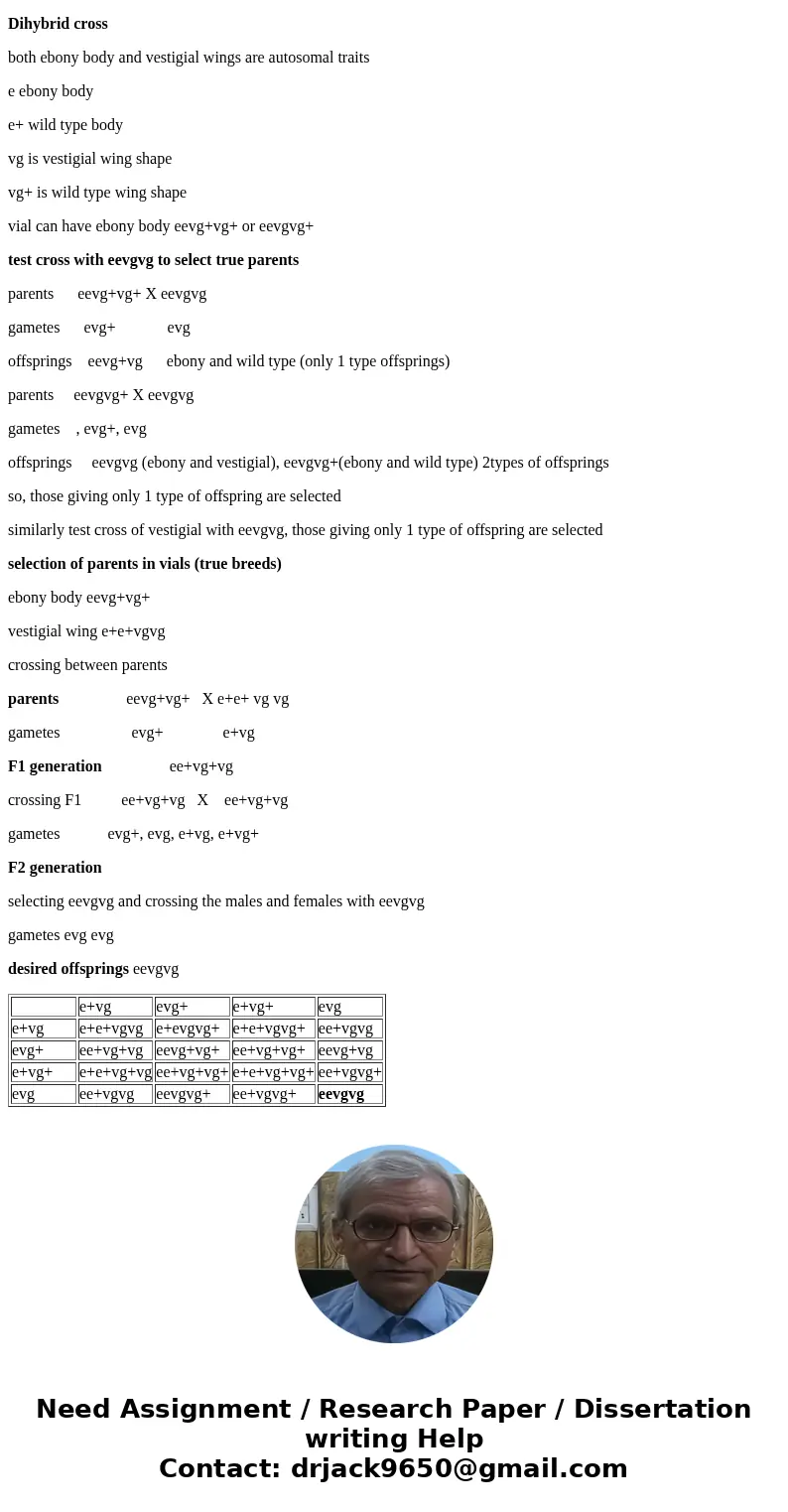 As a student in a genetics lab you are assigned to create a fly that has ebony body and vestigial wings. Vestigial is on the 2^nd chromosome and ebony is on th  As a student in a genetics lab you are assigned to create a fly that has ebony body and vestigial wings. Vestigial is on the 2^nd chromosome and ebony is on th