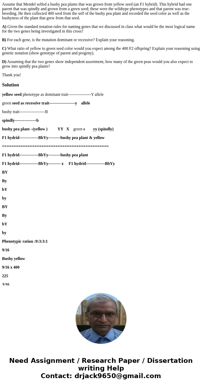 Assume that Mendel selfed a bushy pea plants that was grown from yellow seed (an F1 hybrid). This hybrid had one parent that was spindly and grown from a green  Assume that Mendel selfed a bushy pea plants that was grown from yellow seed (an F1 hybrid). This hybrid had one parent that was spindly and grown from a green
