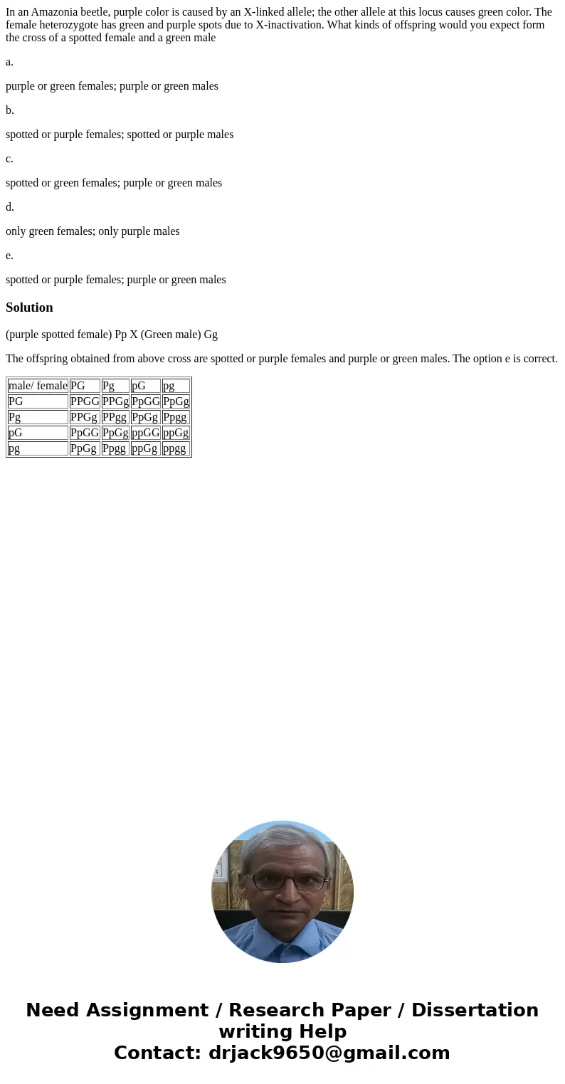 In an Amazonia beetle, purple color is caused by an X-linked allele; the other allele at this locus causes green color. The female heterozygote has green and pu In an Amazonia beetle, purple color is caused by an X-linked allele; the other allele at this locus causes green color. The female heterozygote has green and pu