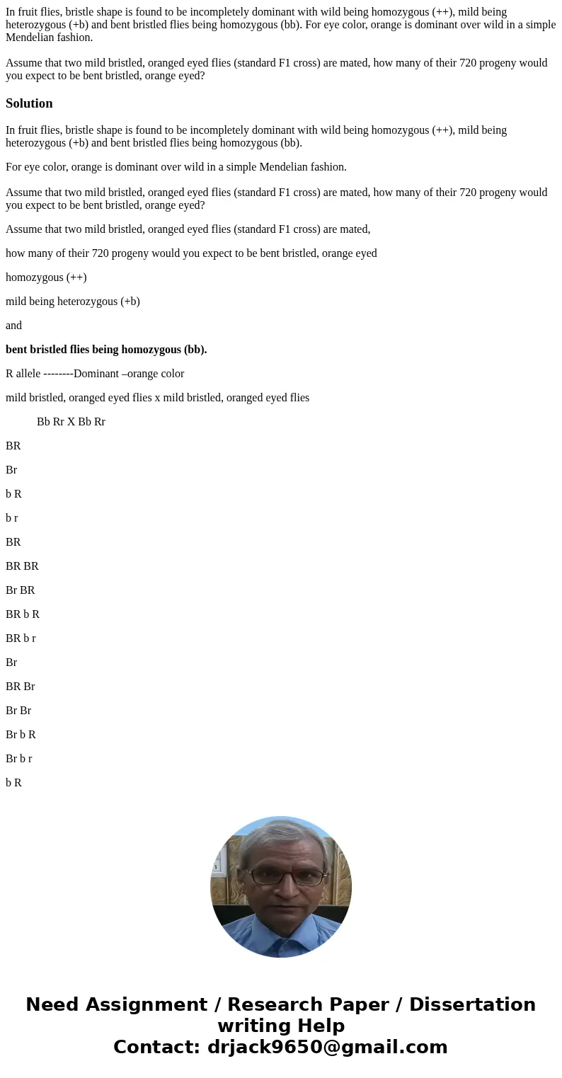 In fruit flies, bristle shape is found to be incompletely dominant with wild being homozygous (++), mild being heterozygous (+b) and bent bristled flies being h In fruit flies, bristle shape is found to be incompletely dominant with wild being homozygous (++), mild being heterozygous (+b) and bent bristled flies being h